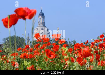 Dresda, Germania. 8 giugno 2021. Papaveri fioriscono su un prato sulle rive dell'Elba con la Frauenkirche (l) e la cupola dell'Accademia delle Arti. Credit: Robert Michael/dpa-Zentralbild/ZB/dpa/Alamy Live News Foto Stock