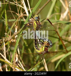 Hairy Dragonflies accoppiamento Foto Stock
