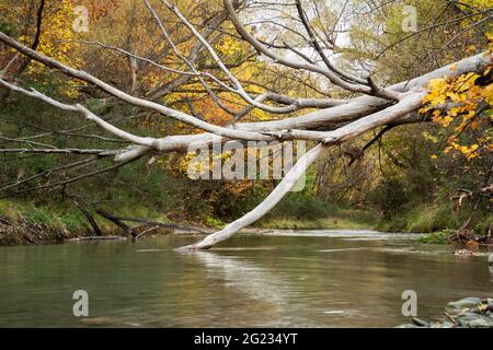 Albero caduto sul fiume Arrow tra le foglie gialle autunnali di Arrowtown, Isola del Sud Foto Stock
