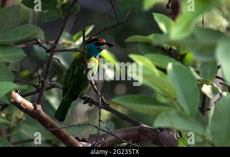 Barbet (Megalaima asiaticus) in un albero nel Mahananda Wildlife Sanctuary, North-Bengala, India Foto Stock