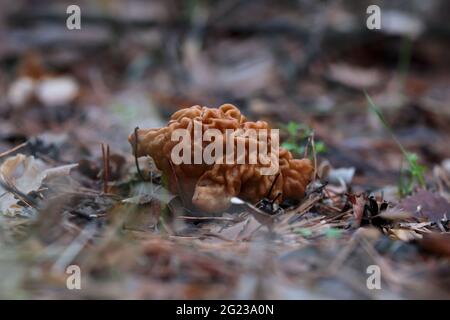 Gyromitra gigas, bella crescita di funghi gyromirtra esculenta. Fresco e selvaggio aprile fungo di naso di toro in bosco. Neve tossica falsa morello a sprin Foto Stock