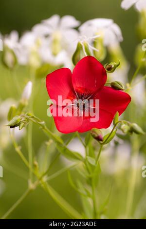 Macro di un fiore di lino rosso (linum grandiflorum) con sfondo sfocato; protezione ambientale priva di pesticidi salvo il concetto di biodiversità delle api; Foto Stock