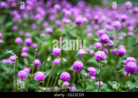 Primo piano di un lussureggiante Amaranthus fiore di fuoco Foto Stock