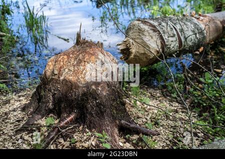Beaver strinse il tronco di un grande asino e l'albero cadde nel lago, un animale selvatico distrugge, costeggia la foresta per costruire una diga. Foto Stock