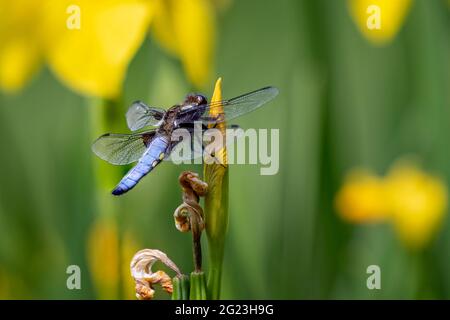 Primo piano di una bellissima libellula - Libellula Depressa - su boccioli di fiori di iride gialli con un impressionante addome blu Foto Stock