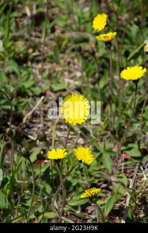 Yellow Hawkweed o Hieracium in piena crescita Bloom nella prima stagione estiva Foto Stock