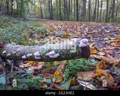 Piccoli funghi che crescono su un ramo di albero caduto in Germania, fuoco selettivo primo piano colpo Foto Stock