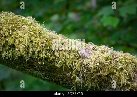 Una grande quantità di una specie di muschio conosciuta come muschio Ordinario (Brachytecium rutabulum), che cresce su un ramo. Foto Stock