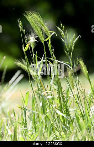 L'erba pericolosa si svela in natura Foto Stock