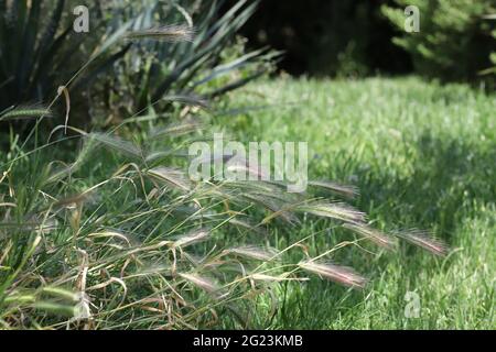 L'erba pericolosa si svela in natura Foto Stock