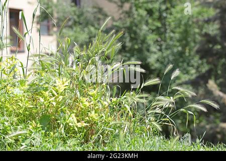 L'erba pericolosa si svela in natura Foto Stock