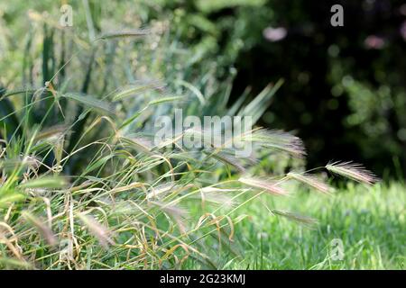 L'erba pericolosa si svela in natura Foto Stock