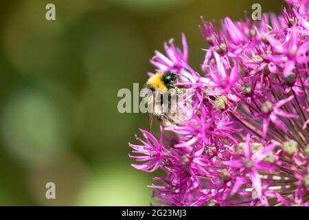 Un bumblebee a coda di buff (Bombus terrestris) che si nutre sul polline su un fiore di allio. Foto Stock