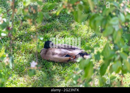 anatra sdraiata sull'erba nel giardino Foto Stock