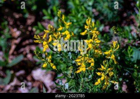 Genista tinctoria che cresce nella foresta, macro Foto Stock