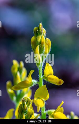 Genista tinctoria che cresce nella foresta Foto Stock