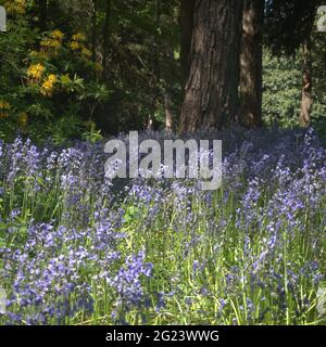Tappeto di Bluebells in Woodland in Capesthorn Hall terreni Foto Stock