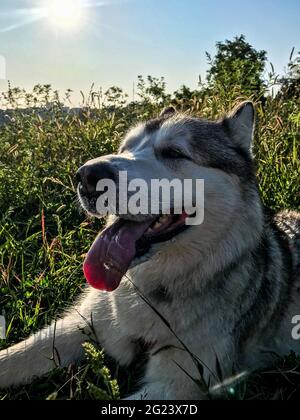 Malamute al guinzaglio. Malamuto in modo fuorimano. Mi folow cane. Foto Stock