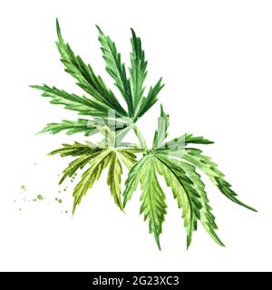 Ramo verde con foglie di canapa, cannabis sativa, pianta di erbe medicinali, marijuana, illustrazione di acquerello disegnata a mano isolato su sfondo bianco Foto Stock