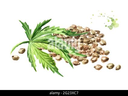 Mucchio di semi di canapa e foglia di cannabis verde, pianta di erbe medicinali, marijuana. Illustrazione di acquerello disegnata a mano isolata su sfondo bianco Foto Stock