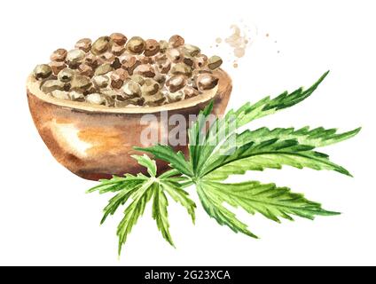 Ciotola di semi di canapa e foglie di cannabis verde, pianta di erbe medicinali, marijuana. Illustrazione di acquerello disegnata a mano isolata su sfondo bianco Foto Stock