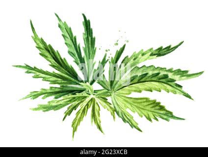 Ramo verde con foglie di canapa, cannabis sativa, pianta di erbe medicinali, marijuana. Illustrazione di acquerello disegnata a mano isolata su sfondo bianco Foto Stock