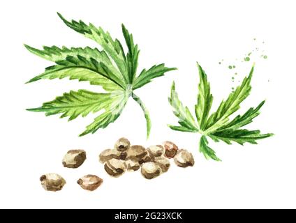 Semi di canapa e foglie di cannabis verde, pianta di erbe medicinali, marijuana, illustrazione di acquerello disegnata a mano isolato su sfondo bianco Foto Stock