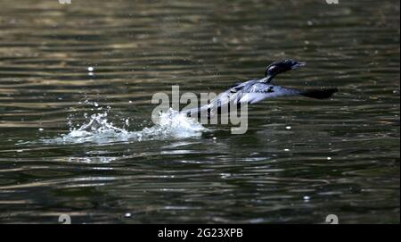 Guwahati, Guwahati, India. 8 Giugno 2021. Un cormorano da uno stagno in Guwahati Assam India su Martedì 8 giugno 2021 Credit: Dasarath Deka/ZUMA Wire/Alamy Live News Foto Stock