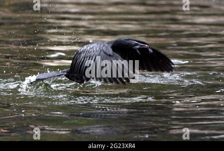 Guwahati, Guwahati, India. 8 Giugno 2021. Un cormorano da uno stagno in Guwahati Assam India su Martedì 8 giugno 2021 Credit: Dasarath Deka/ZUMA Wire/Alamy Live News Foto Stock