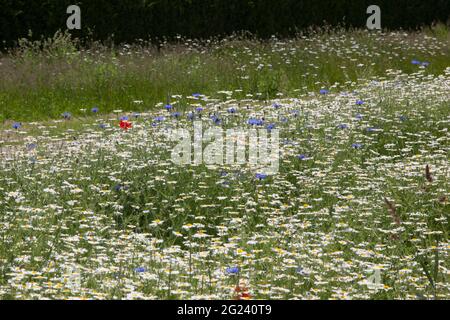 Fiori selvatici in un prato-stile piantare in Hyde Park, Londra. Includono papaveri rossi, fiori di mais blu e margherite bianche dell'occhio di bue. Anna Watson/Alamy Foto Stock