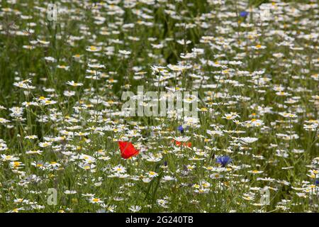 Fiori selvatici in un prato-stile piantare in Hyde Park, Londra. Includono papaveri rossi, fiori di mais blu e margherite bianche dell'occhio di bue. Anna Watson/Alamy Foto Stock