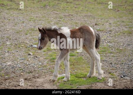 Skewbald Irish cob foal cammina nel pascolo Foto Stock