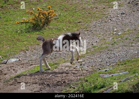 Il cob irlandese si foal prancing sul campo Foto Stock