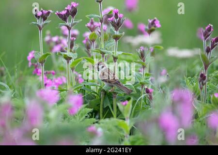 Tree Sparrow (Passer montanus) Foto Stock