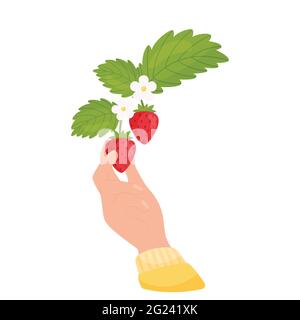 La mano femminile sceglie una fragola. Ramo di fragola in fiore. Illustrazione vettoriale. Illustrazione Vettoriale