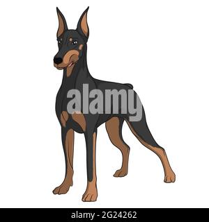 Immagine vettoriale a colori di un Doberman. Oggetto isolato su bianco. Illustrazione Vettoriale