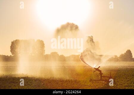 Irrigatore su terreni agricoli durante la grave siccità nei Paesi Bassi Foto Stock