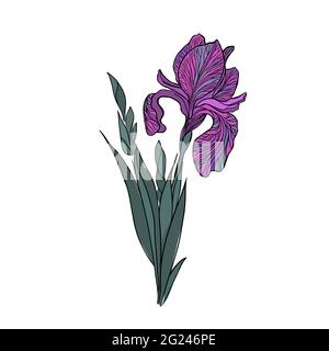 Il fiore iris è un oggetto viola. Illustrazione vettoriale Illustrazione Vettoriale