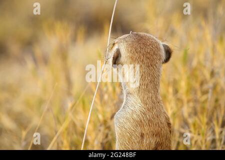 Meerkat cute, Suricata suricatta, nel deserto. Makgadikgadi Pan, Botswana, Africa Foto Stock