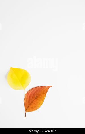 Choke Cherry e foglie d'autunno di Dogwood su sfondo bianco Foto Stock