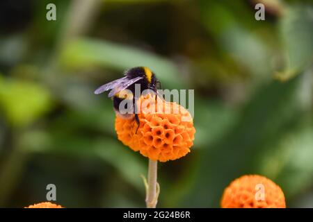 Londra, Regno Unito. 8 giugno 2021. Un bumblebee impollina un fiore di albero della sfera arancione (Buddleja globosa) in una giornata calda e soleggiata a Londra. Credit: SOPA Images Limited/Alamy Live News Foto Stock