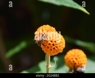 Londra, Regno Unito. 8 giugno 2021. Un'ape impollinerà un fiore di albero a palla arancione (Buddleja globosa) in una giornata calda e soleggiata a Londra. Credit: SOPA Images Limited/Alamy Live News Foto Stock