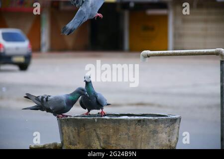 Piccioni su vaso d'acqua e acqua potabile Foto Stock