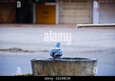 Piccioni su vaso d'acqua e acqua potabile Foto Stock