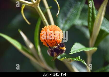 Londra, Regno Unito. 8 giugno 2021. Un bumblebee impollina un fiore di albero della sfera arancione (Buddleja globosa) in una giornata calda e soleggiata a Londra. (Foto di Vuk Valcic/SOPA Images/Sipa USA) Credit: Sipa USA/Alamy Live News Foto Stock