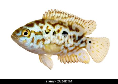 Elettrico blu jack dempsey cichlid Nandopsis Octofisciatum pesci acquario Foto Stock