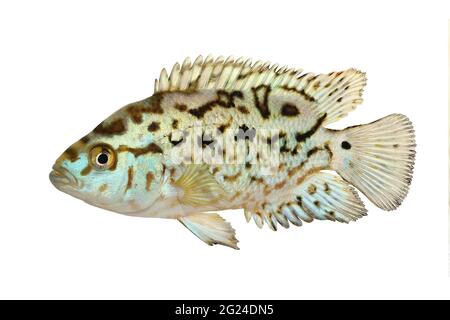 Elettrico blu jack dempsey cichlid Nandopsis Octofisciatum pesci acquario Foto Stock