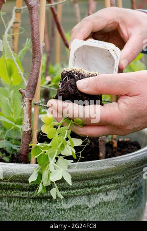 Pisum sativum "Kelvedon wonder". Piantando fuori le piante giovani di pisello in un contenitore esterno con i supporti di twiggy. Foto Stock