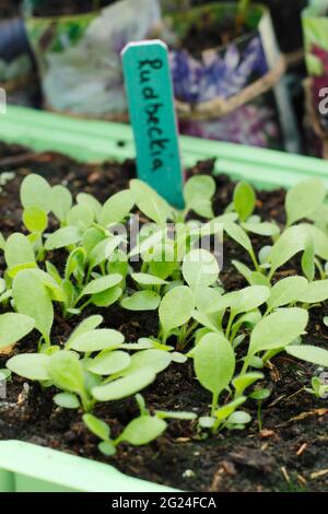 Rudbeckia fiore piantine che crescono in un vassoio UK Foto Stock