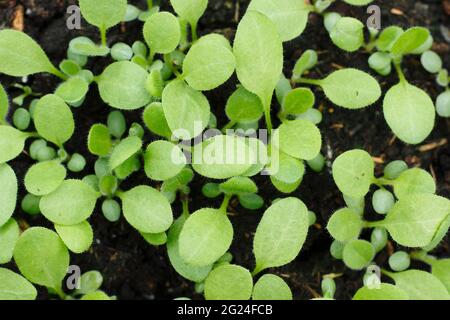 Rudbeckia fiore piantine che crescono in un vassoio UK Foto Stock